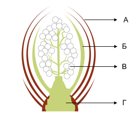 Генеративная почка почка