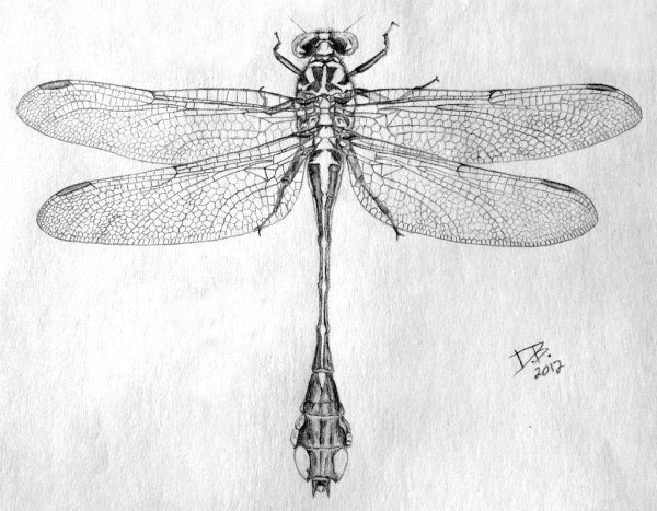 Стрекоза эскиз карандашом