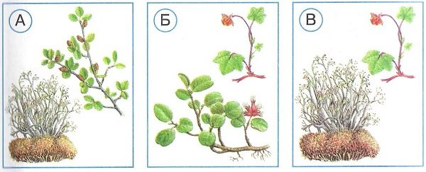 Схематичное изображение березы