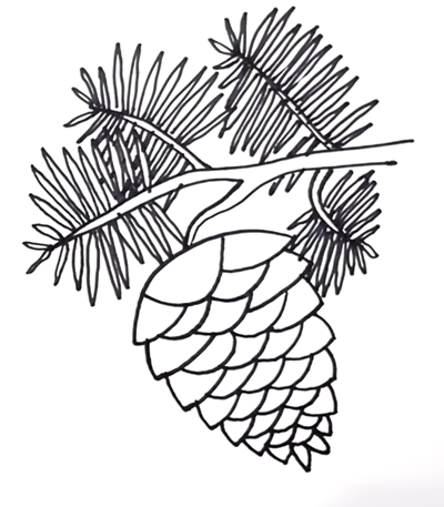 Шишки раскраска для детей