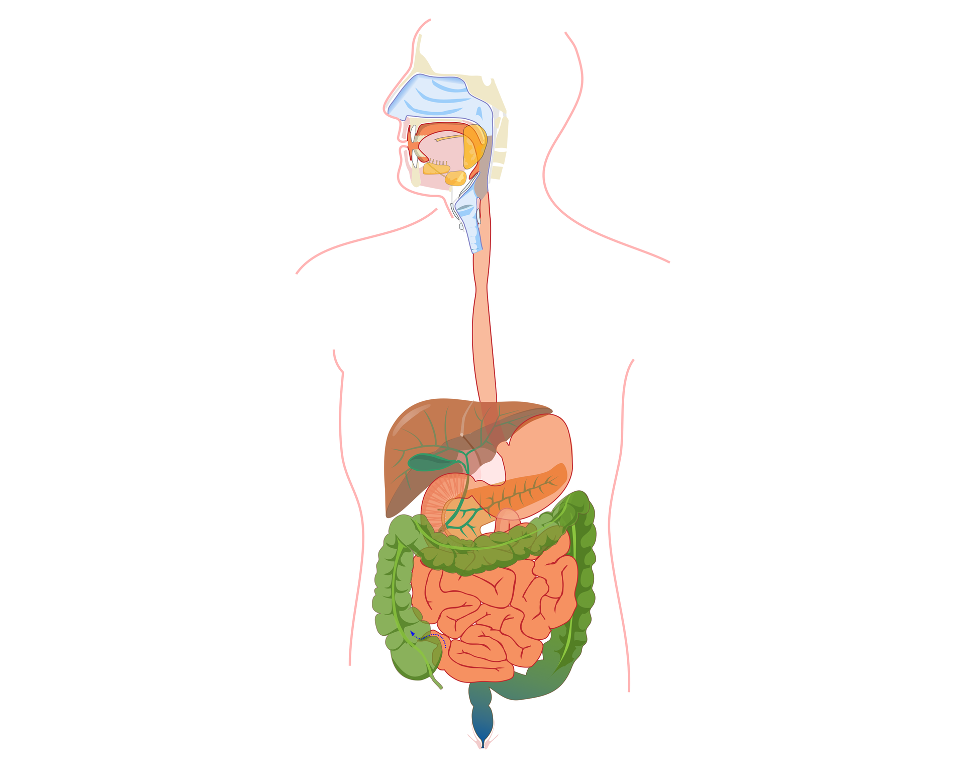 Пищеварительная система человека пищеварение. Пищеварительная система анатомия. Рис 47 органы пищеварительной системы. Пищеварительная система человека картинки для презентации. Легкое переваривание пищи