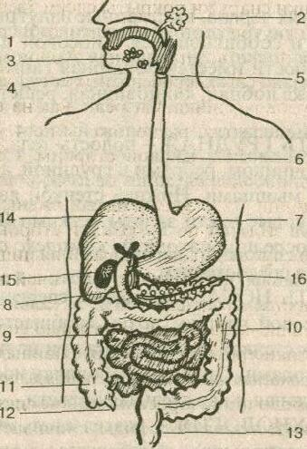Пищеварительная система рисунок (50 фото)
