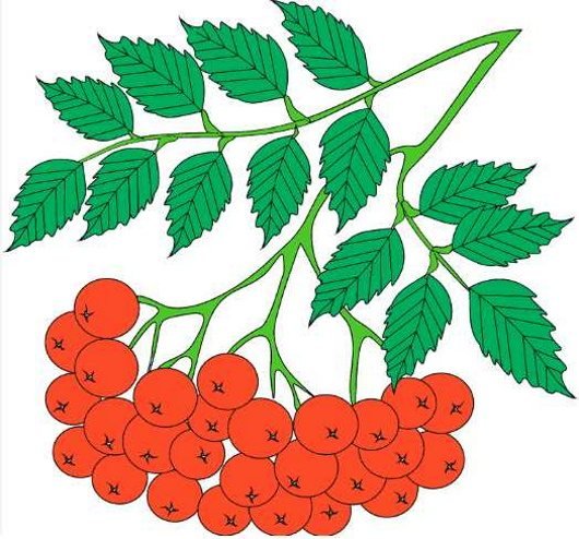 Кисть рябины гроздь калины рисование