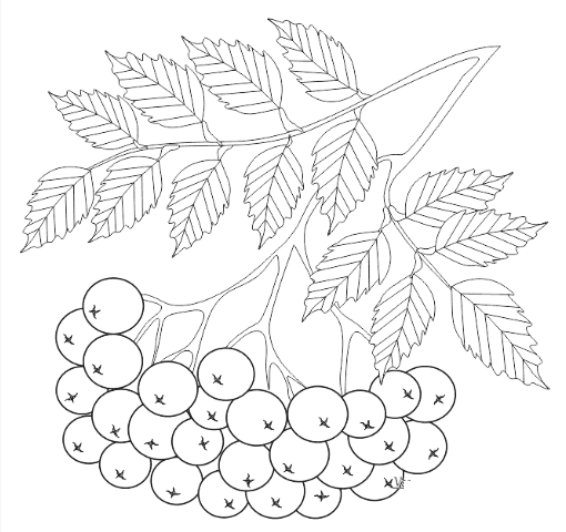 Кисть рябины рисунок