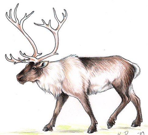 Северный олень для детей