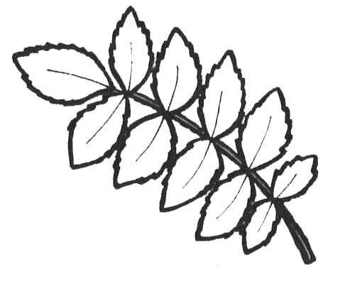 Лист рябины рисунок (45 фото)