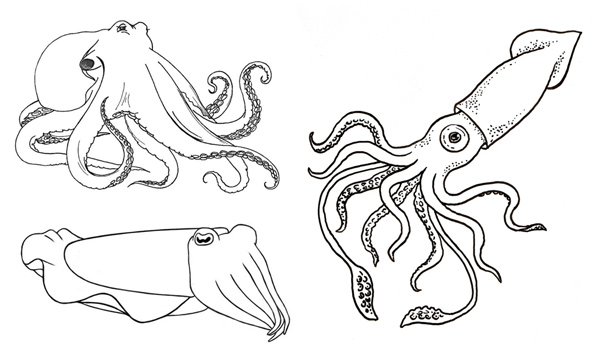 Кальмар осьминог каракатица