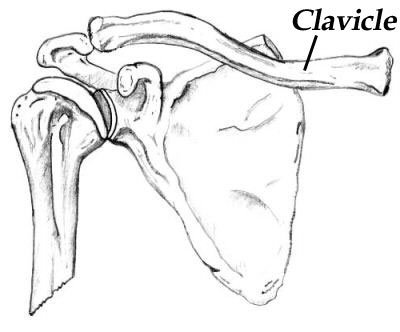 Плечевой пояс лопатка ключица