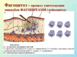 Фагоцитоз это в биологии 8 класс