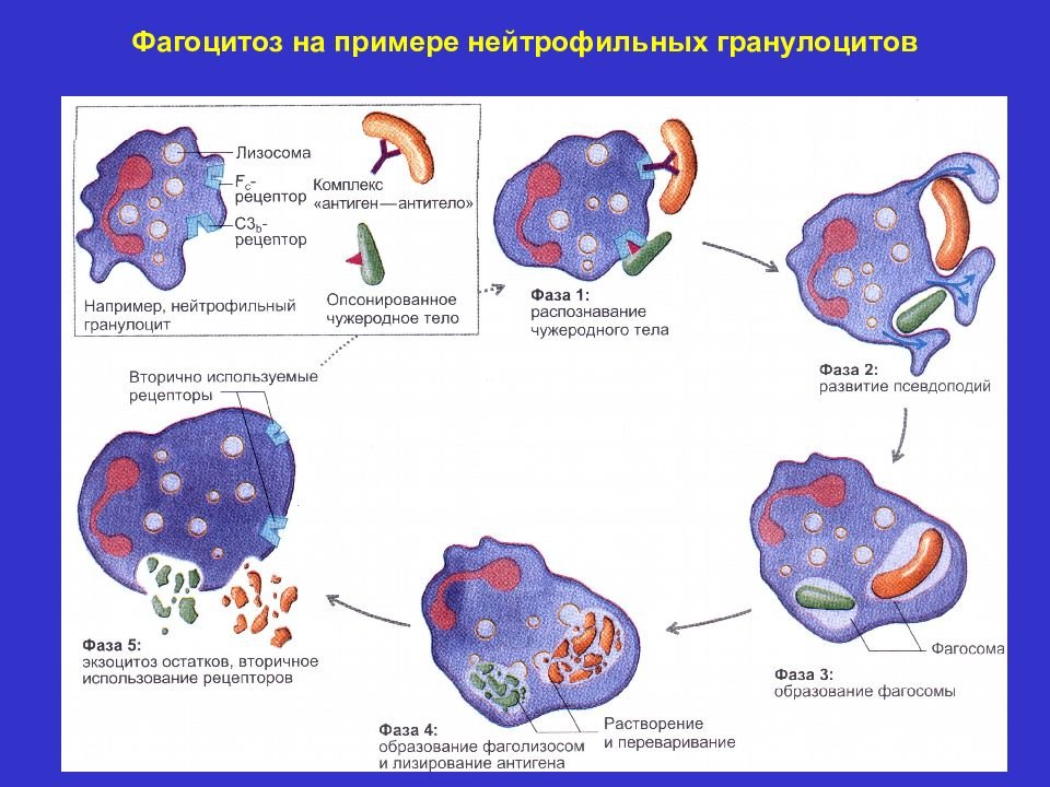 Активность макрофагов. Фагоцитоз бактерий нейтрофилами. Фагоцитоз лейкоцитов схема. Фагоцитоз макрофагов схема. Схема фагоцитоза клетки.