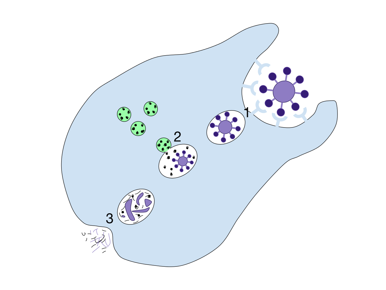 Макрофаги фагоцитоз. Фагоцитоз бактерий нейтрофилами. Фагоцитоз Макрофаг рисунок. Фагоциты и фагоцитоз. Фагоцитоз лейкоцитов.