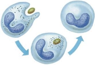 Фагоцитоз 1883