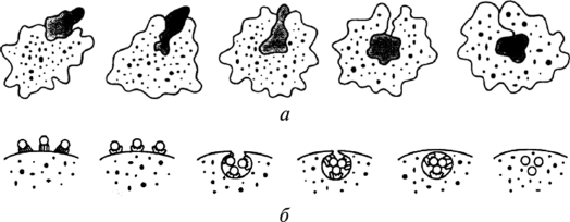 Фагоцитоз лейкоцитов схема