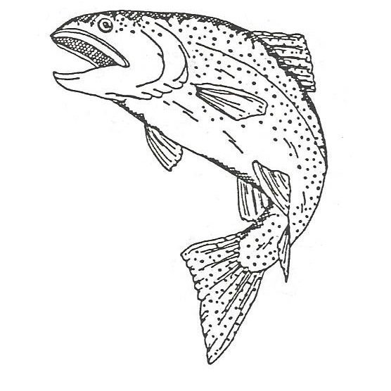 Лосось раскраска
