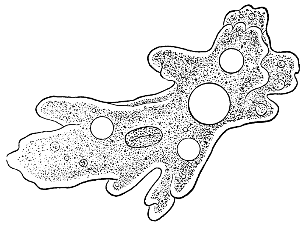 Пищеварительная вакуоль рисунок. Амёба обыкновенная. Амеба одноклеточная. Корненожки амеба. Клетка амёбы.