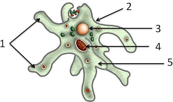Амёба обыкновенная схема
