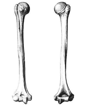 Длинная трубчатая кость плечевая