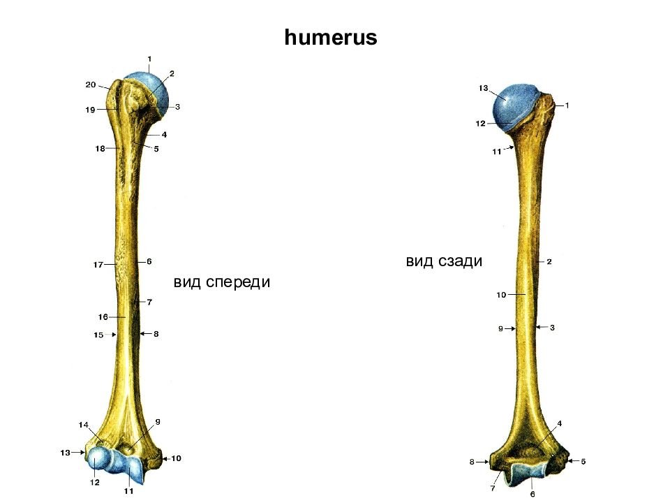 Плечевая кость латынь. Плечевая кость правая вид спереди. Плечевая кость строение анатомия.