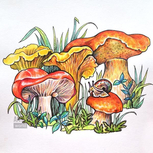 Грибы цветными карандашами