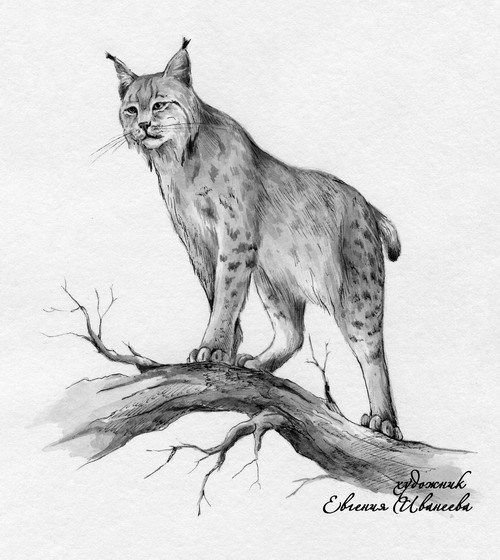 Рысь Мурзук