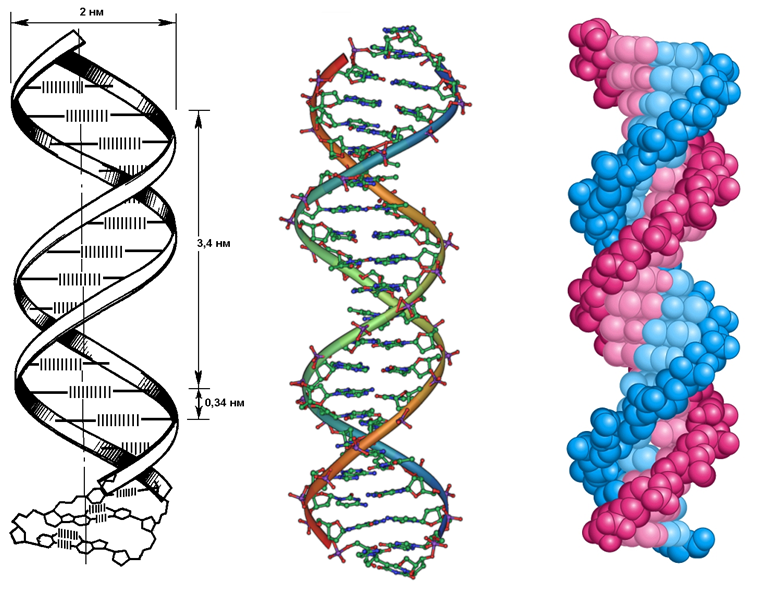 Составляющая днк. Структура двойной спирали ДНК. Структура молекулы ДНК. Строение ДНК биология. Двойная спираль ДНК строение.