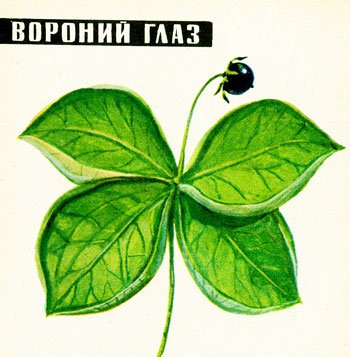 Вороний глаз рисунок