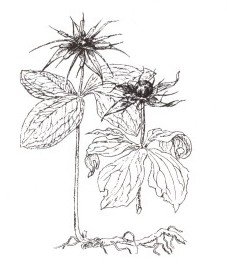 Вороний глаз строение растения