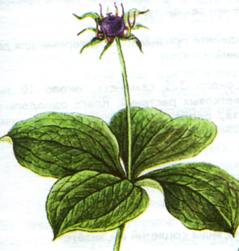 Вороний глаз четырёхлистный ядовитые растения