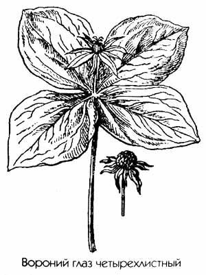 Строение побега Вороньего глаза