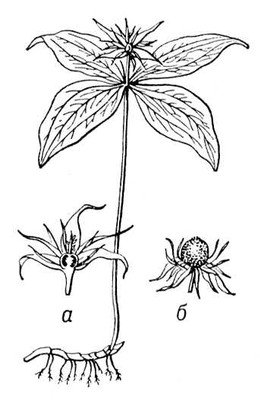 Купена лекарственная Ботанический рисунок