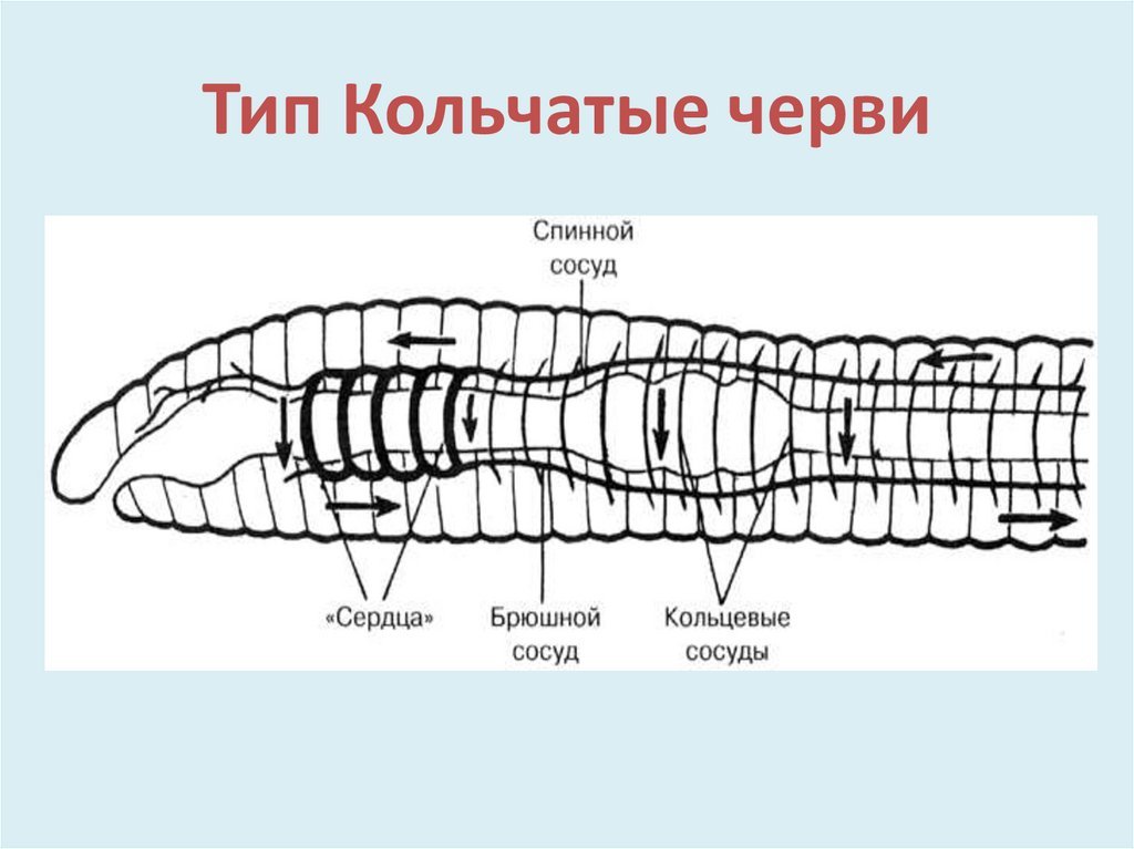 Крокодил спинной мозг дождевой червь. Кольчатые черви схема строения. Кровеносная система кольчатых червей 7 класс биология. Тип кольчатые черви строение. Тип кольчатые черви внутреннее строение.