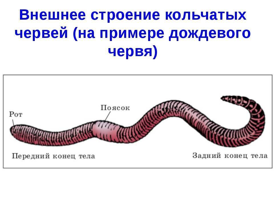 Какая форма червя. Строение дождевого червя внешнее строение. Внешнее строение кольчатых червей. Малощетинковые черви строение. Схема внешнего строения дождевого червя.