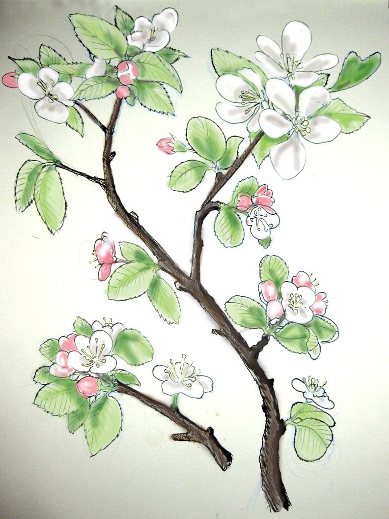 Рисование ветка яблони