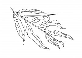 Раскраска листьев ивы