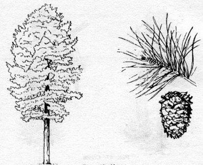 Сосна Кедровая Сибирская