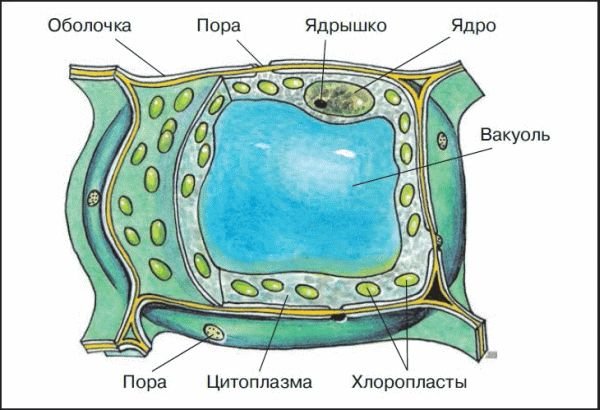 Строение растительной клетки 6 класс биология