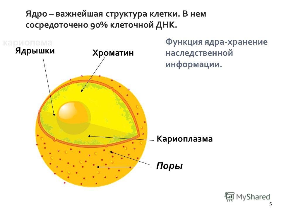 Составляющие элементы ядра. Ядро эукариотической клетки строение и функции. Схема ядра эукариотической клетки. Клеточное ядро (строение роль. Функции ядра эукариотической клетки.
