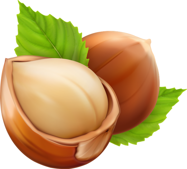 Лесной орех вектор