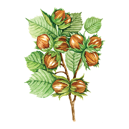 Фундук иконка