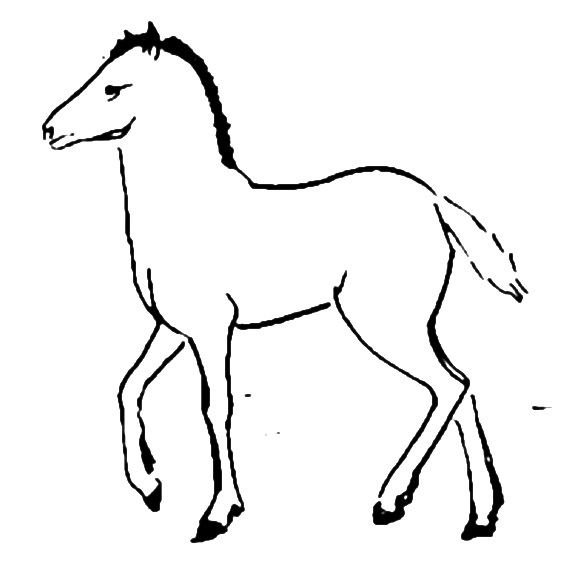 Раскраска жеребенок