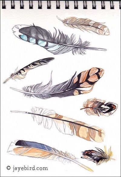 Перо синицы