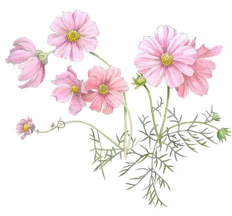 Рисование космея в старшей группе