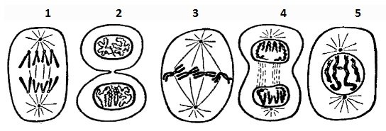 Деление клетки пополам. Этапы деления клетки митоз. Деление клетки митоз схема. 5. Митоз. Последовательные фазы митоза.