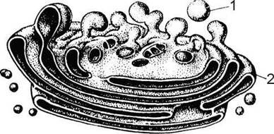 Аппарат Гольджи черно-белый