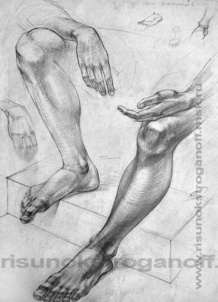 Колено Академический рисунок