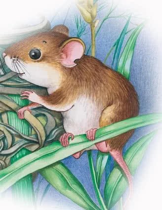 Мышонок пик Чарушин