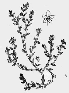 Горец птичий спорыш Фармакогнозия