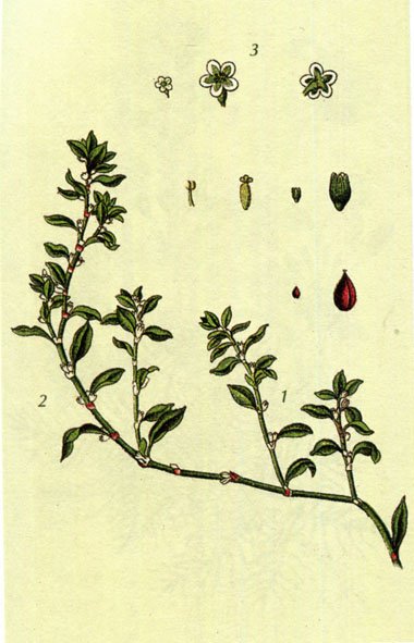 Горец птичий спорыш