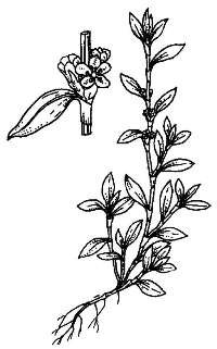 Горец птичий