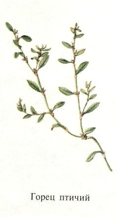 Птичья гречишка сорняк